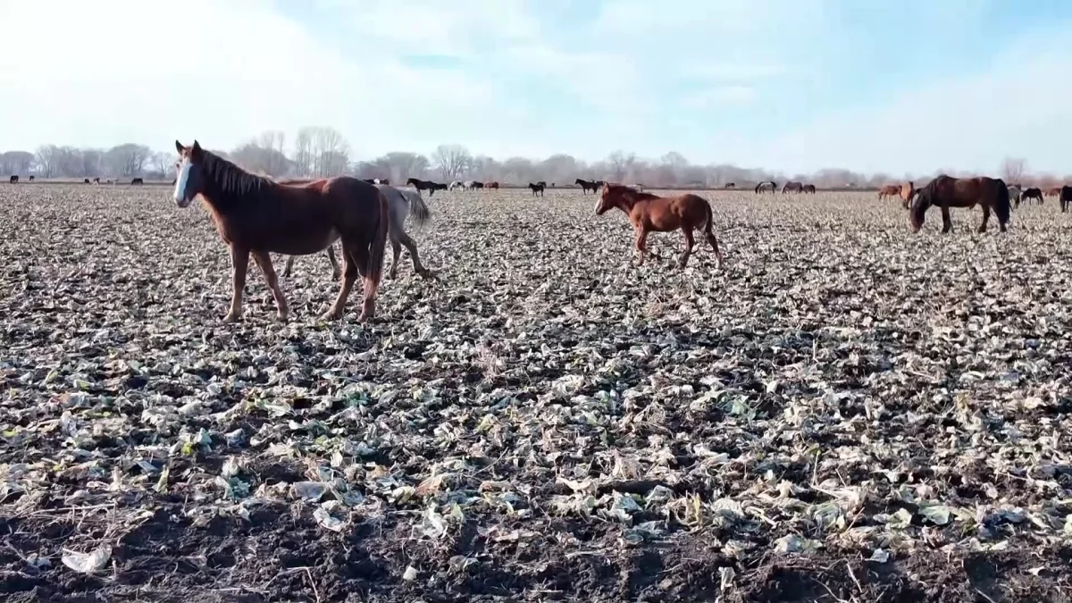 «В 102 звонят сразу»: На дефицит пастбищ для выпаса скота жалуются сельчане в СКО