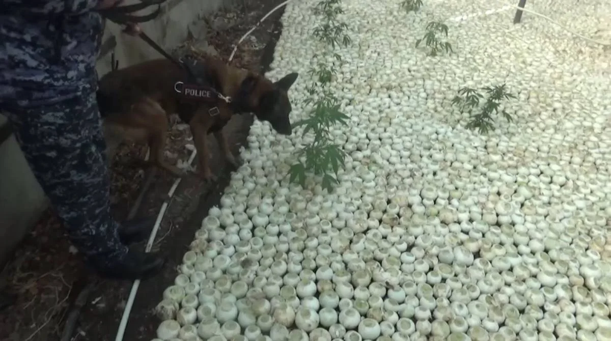 Қарасора өсірген тұрғын ұсталды