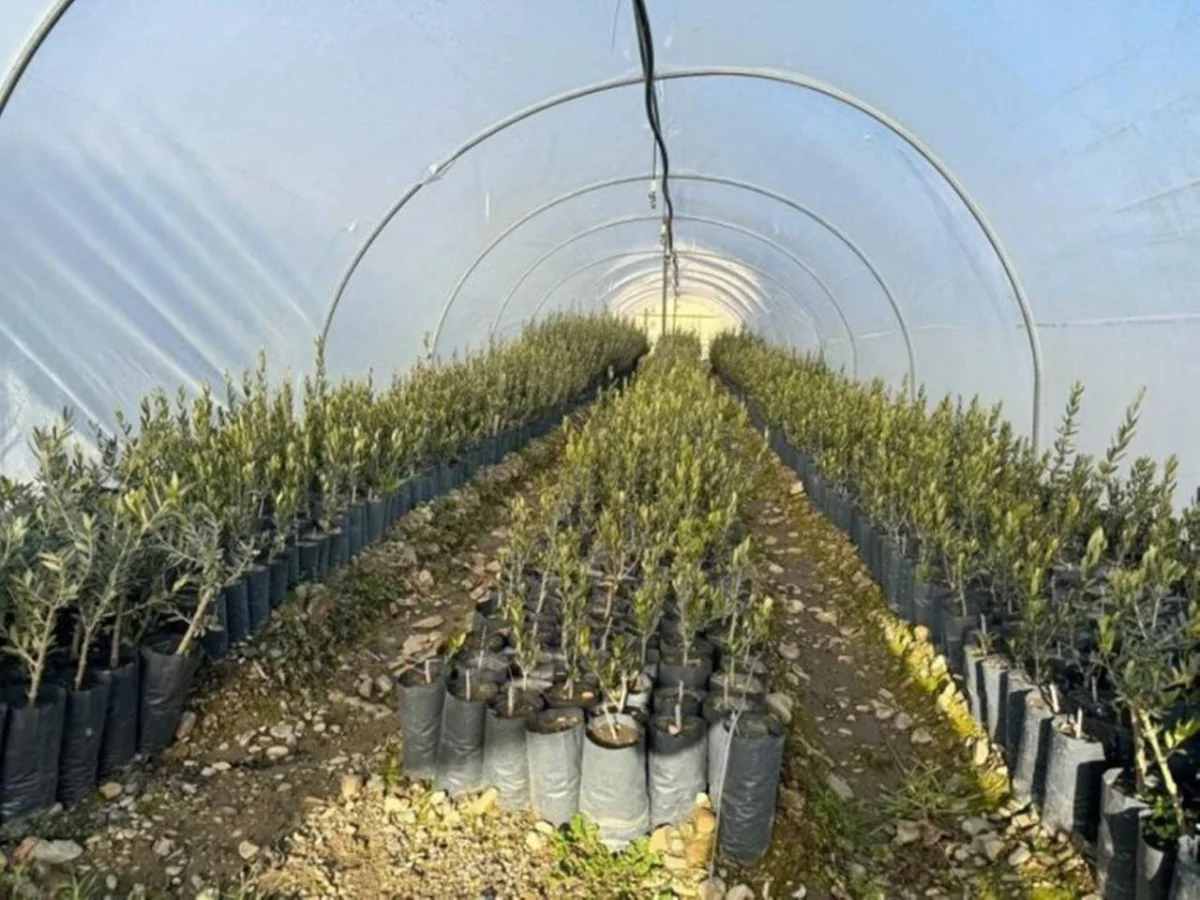 Миллион оливковых деревьев высадят в Мангистау