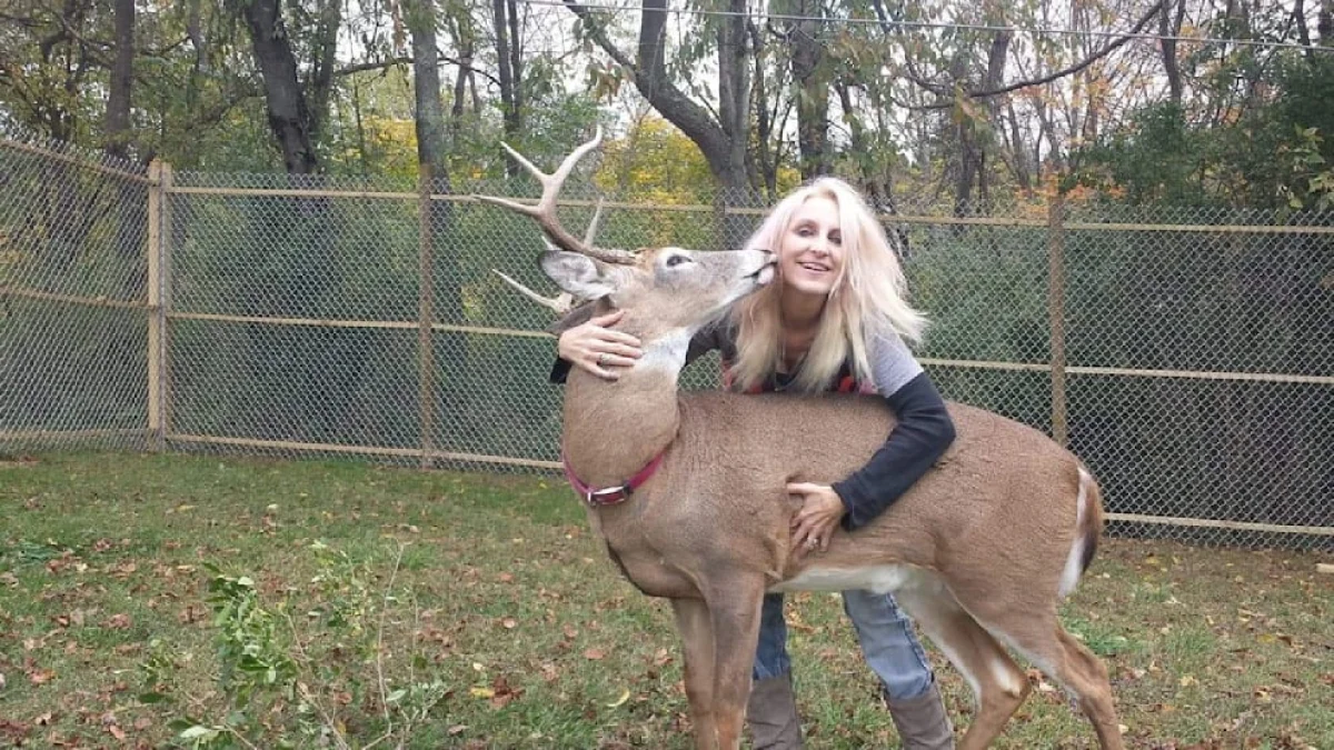 Американку убил спасенный ею олень