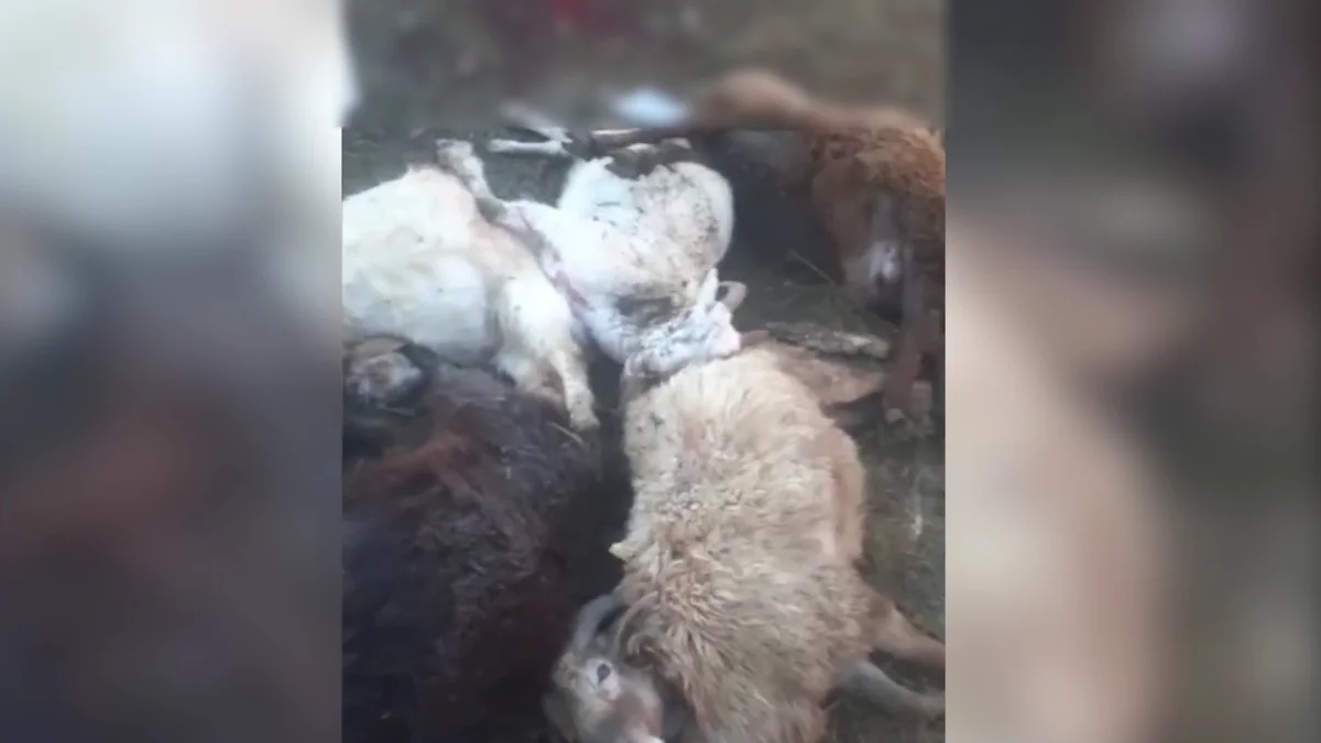 Бұралқы иттер қорадағы қойға шапты