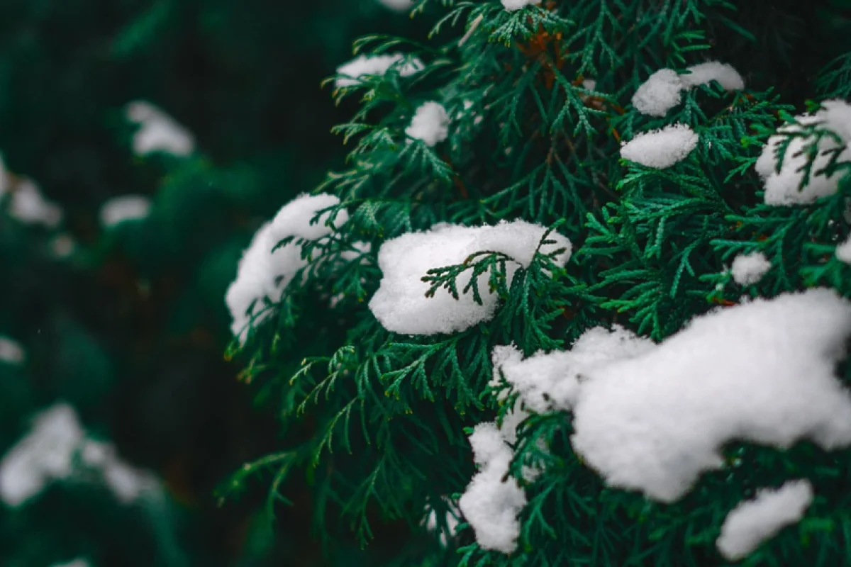 Погода 2 декабря: в Астане — снег и туман, на юге — тепло и сухо