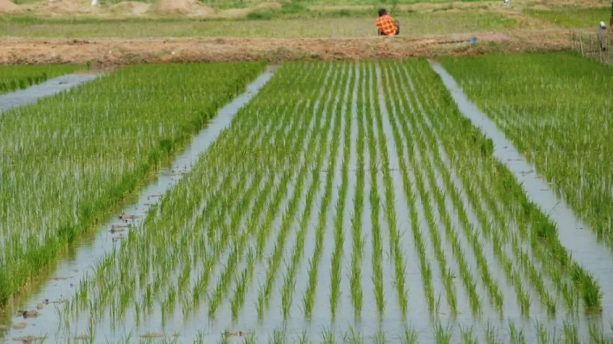 Қызылорда облысында ылғалды көп қажет ететін дақылдар лимитін анықтайтын жұмыс тобы құрылады