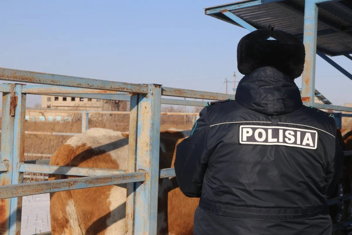 В Абайской области задержан мужчина, похитивший три лошади