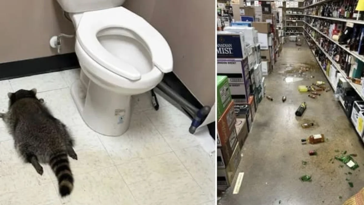 Енот устроил погром в алкомаркете и пьяным уснул в туалете в США