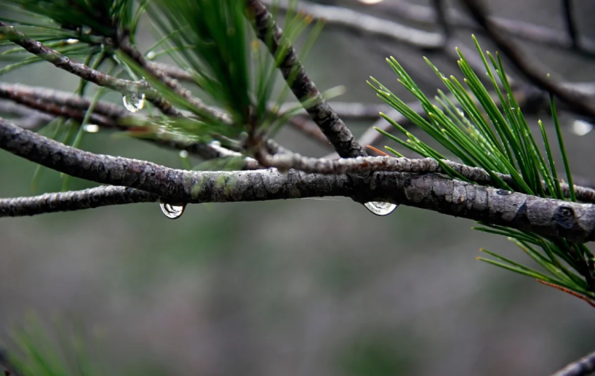 Снег, дождь, туман: к чему готовиться жителям мегаполисов страны 8 декабря?