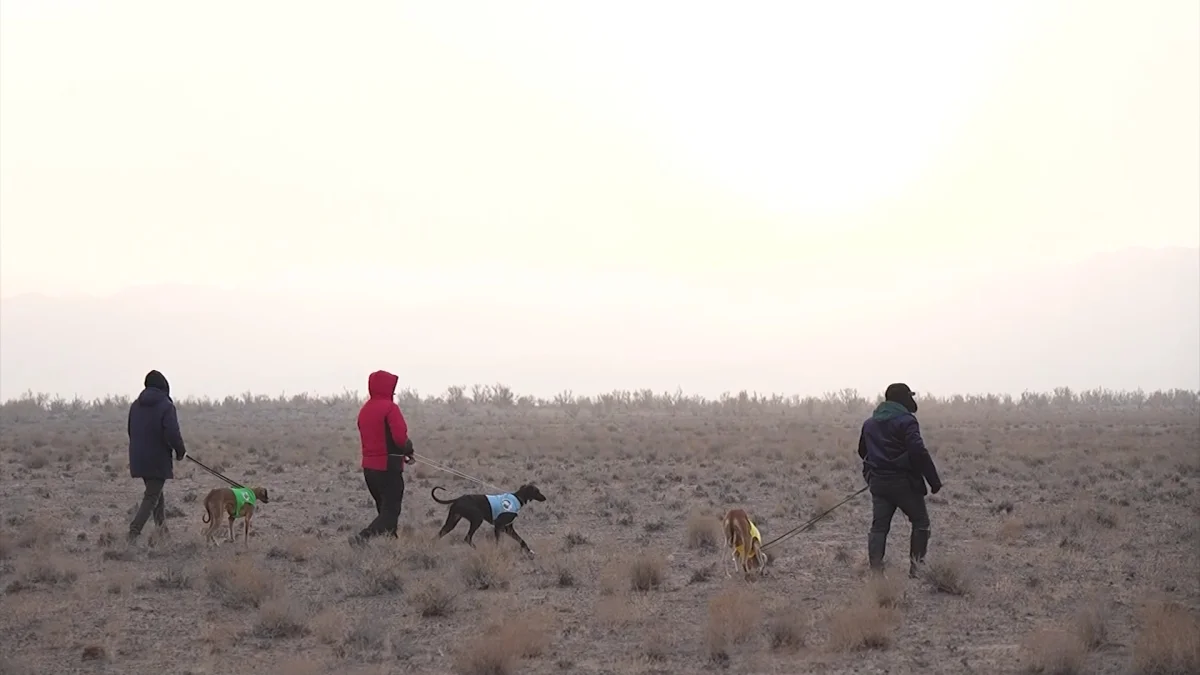 Қазақы тазылар құм қояндарын аулау бойынша жарысты
