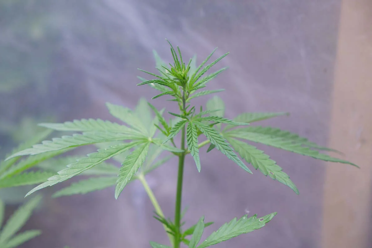 Жамбыл облысының тұрғыны марихуана жинап жүрген жерінен ұсталды