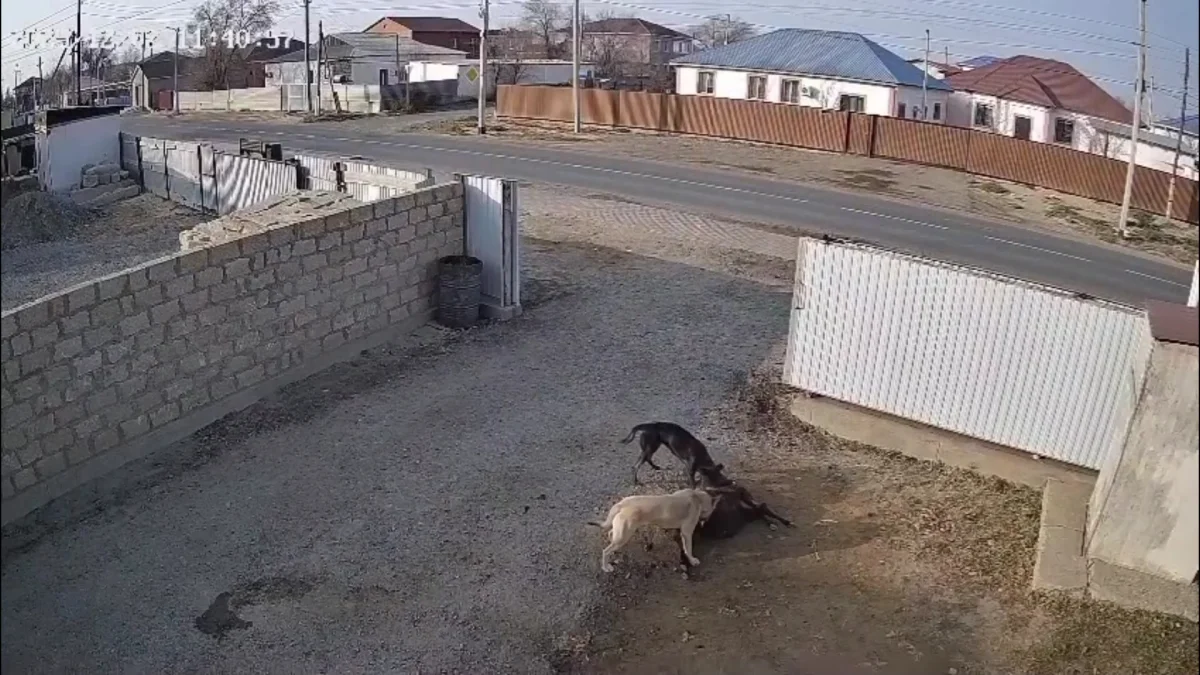 Атырау облысында  бұралқы иттер малды қырып жатыр