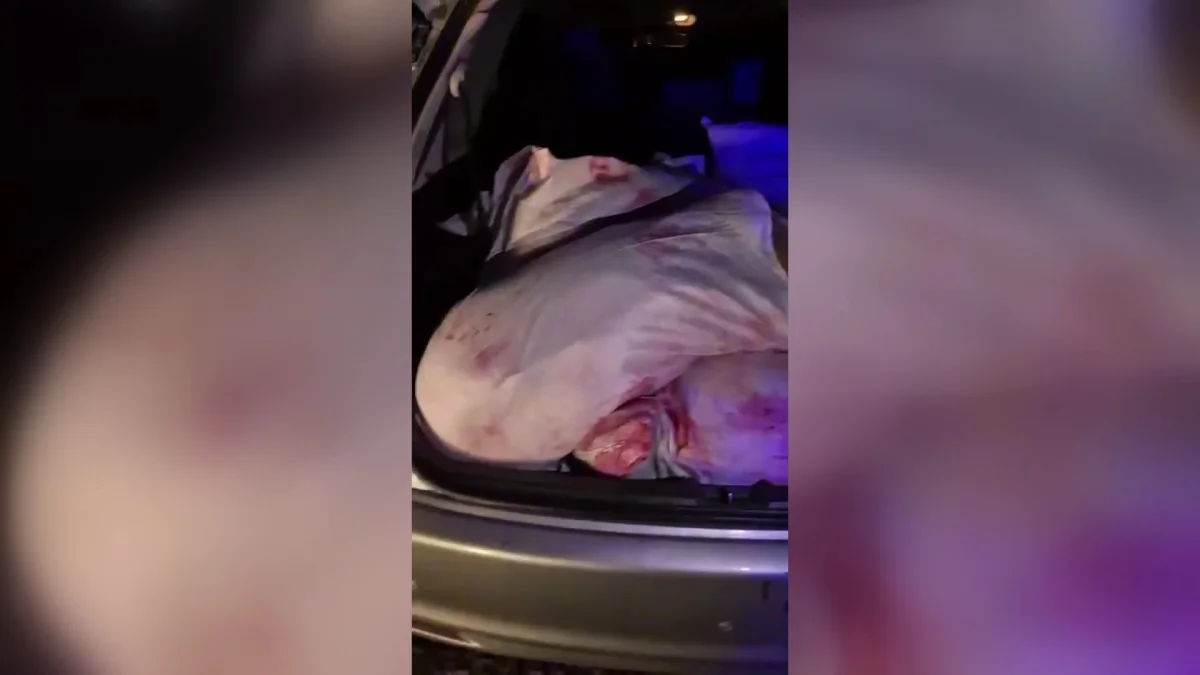 В Западно-Казахстанской области задержаны браконьеры с тушами косуль