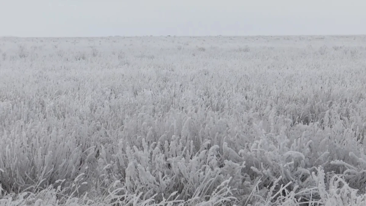 Свыше 33 тысяч гектаров неиспользуемых земель вернули в госсобственность прокуроры в СКО