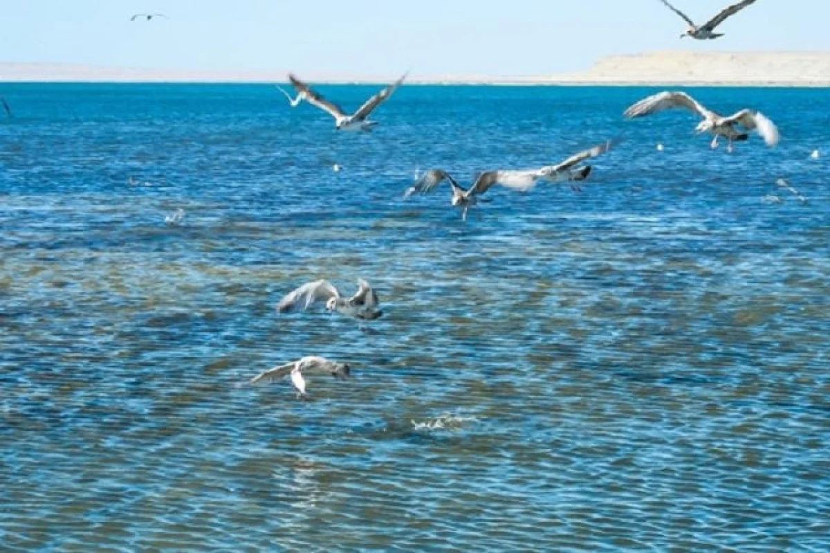 Мемлекет басшысы БҰҰ құрамында Халықаралық су ұйымын құруды ұсынды