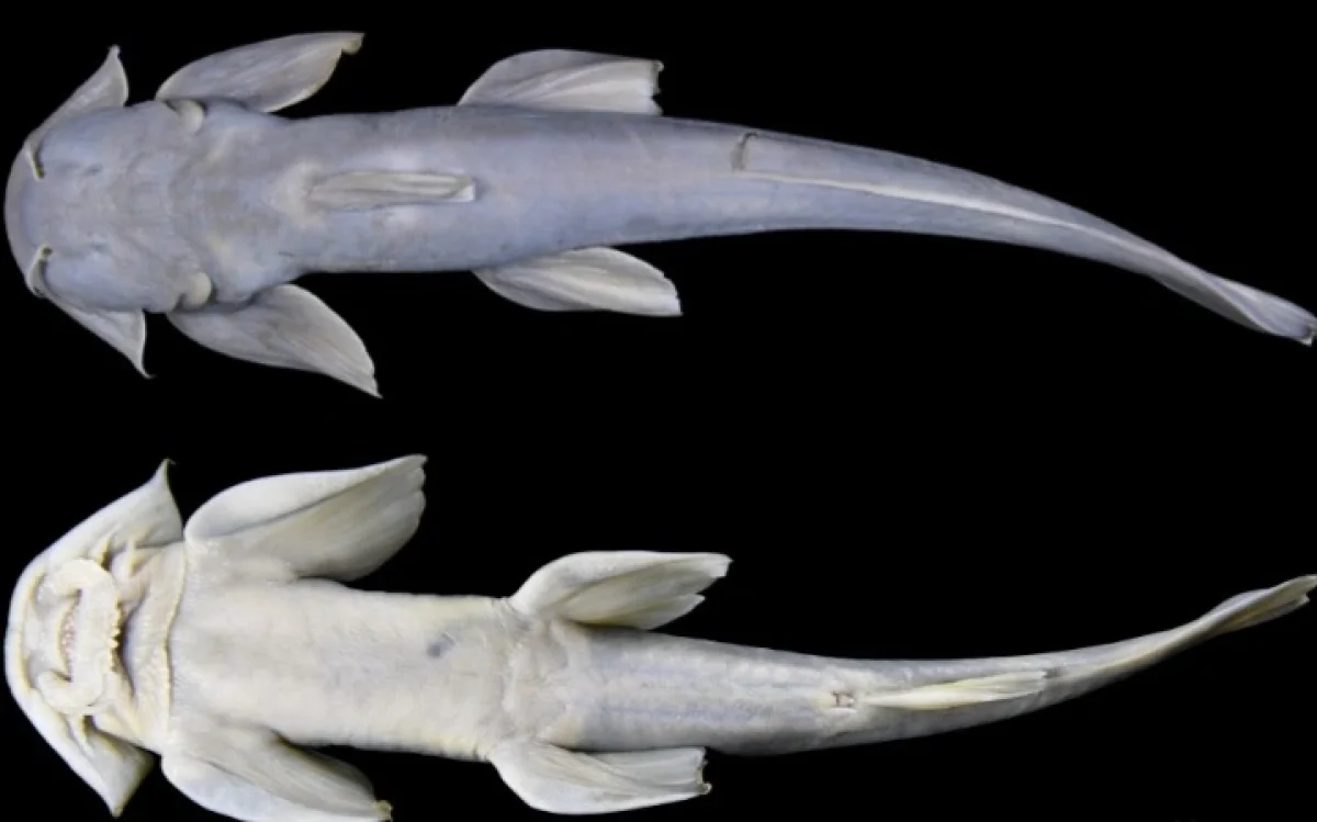 Қытайдың Тибет аймағында балықтың жаңа түрі табылды