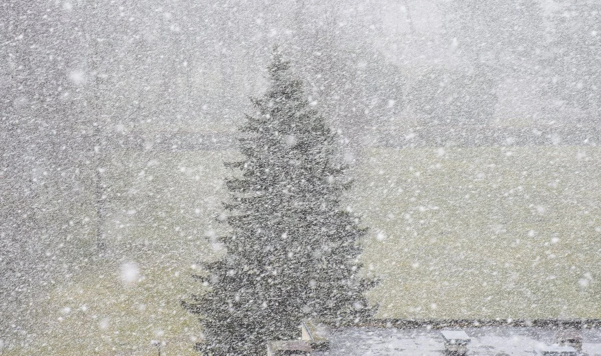 Неделю снегопадов, метелей и морозов прогнозируют синоптики