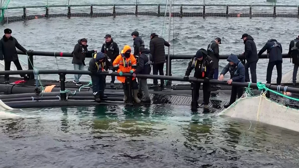 В Мангистауской области реализуется первый в Центральной Азии проект морской аквакультуры