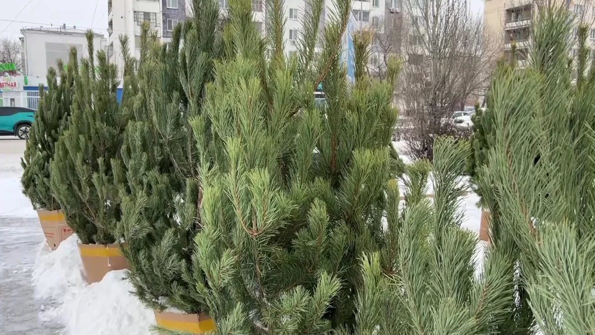 Қызылжарда шыршалар заңсыз сатылған