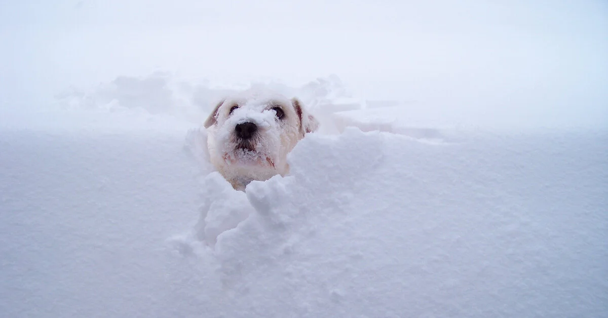 Снегопады обрушатся на все мегаполисы в пятницу, 19 декабря