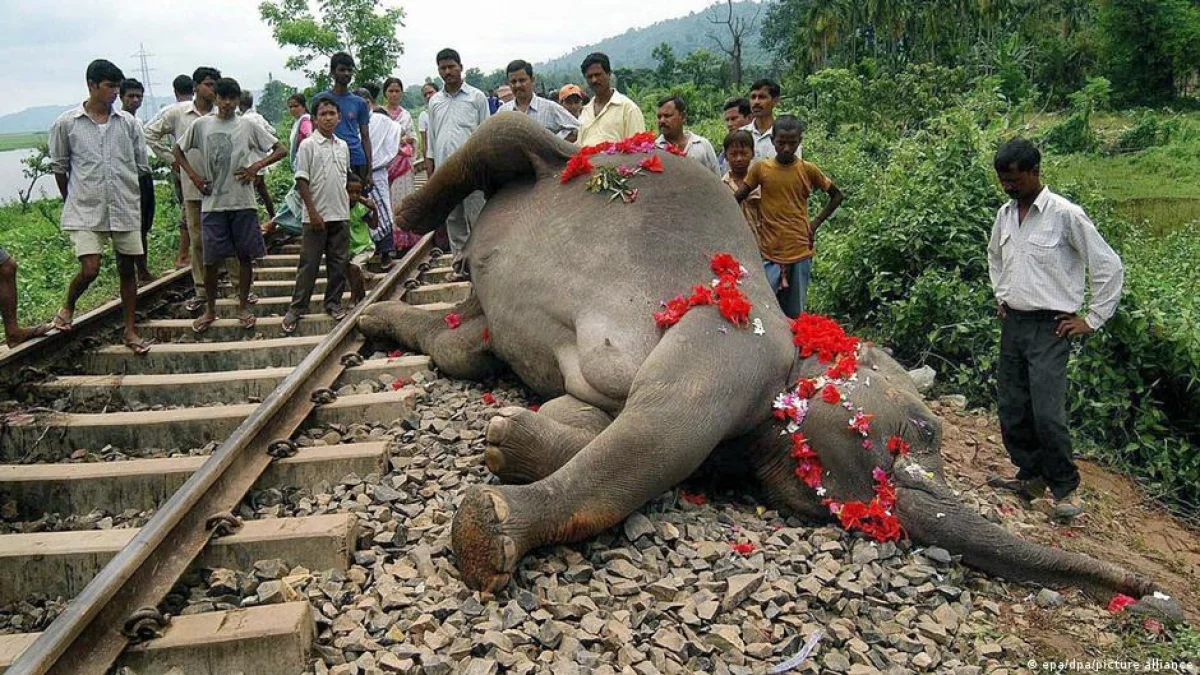 В Индии поезд столкнулся со стадом слонов: семь животных погибли