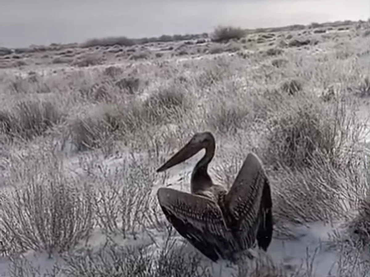 Замерзающего пеликана нашли в костанайских степях