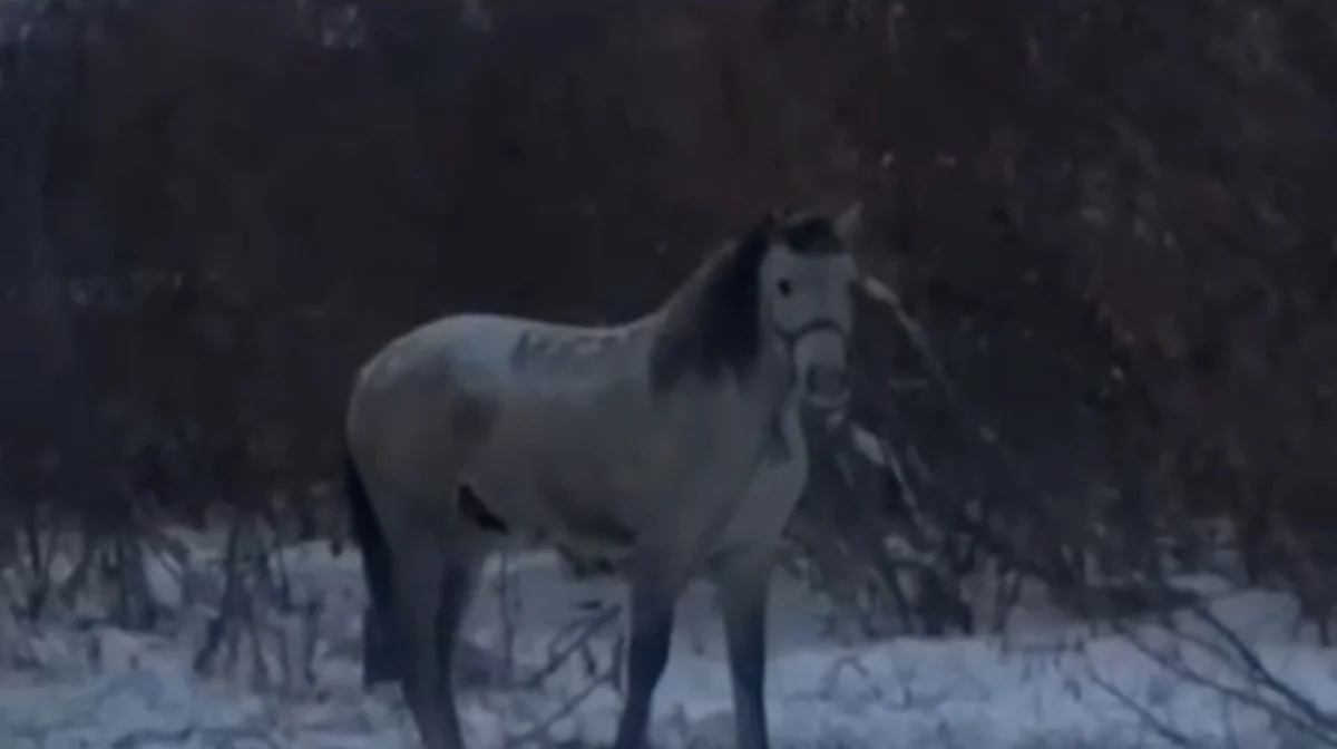 Похищение на миллион: костанайские полицейские раскрыли кражу жеребца