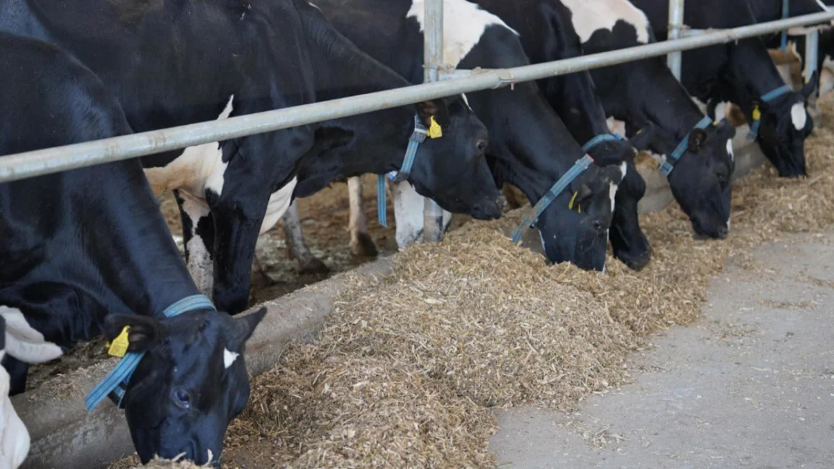 Казахстан будет продавать мясо и молоко в Японию и ОАЭ, а мёд – в Катар и Великобританию