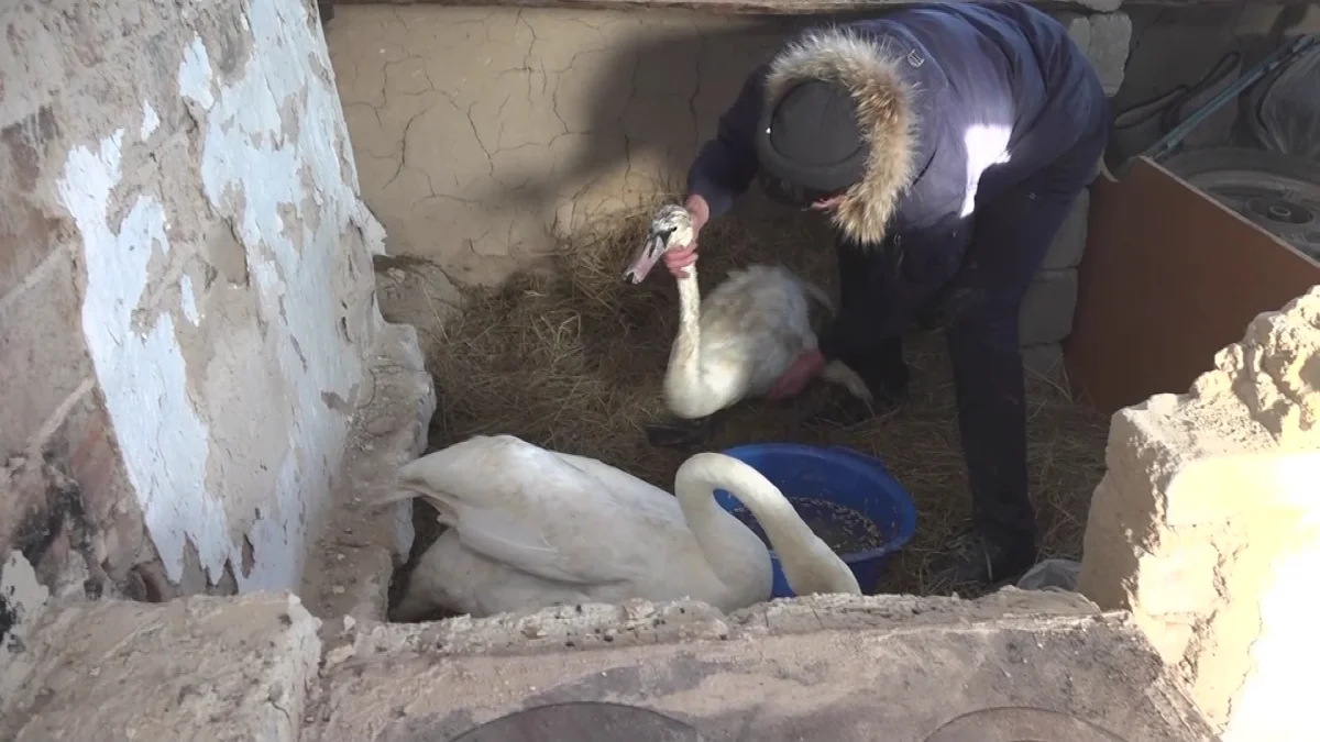 Пару лебедей, которых спасли в Баянауле хотят передать в Карагандинский зоопарк