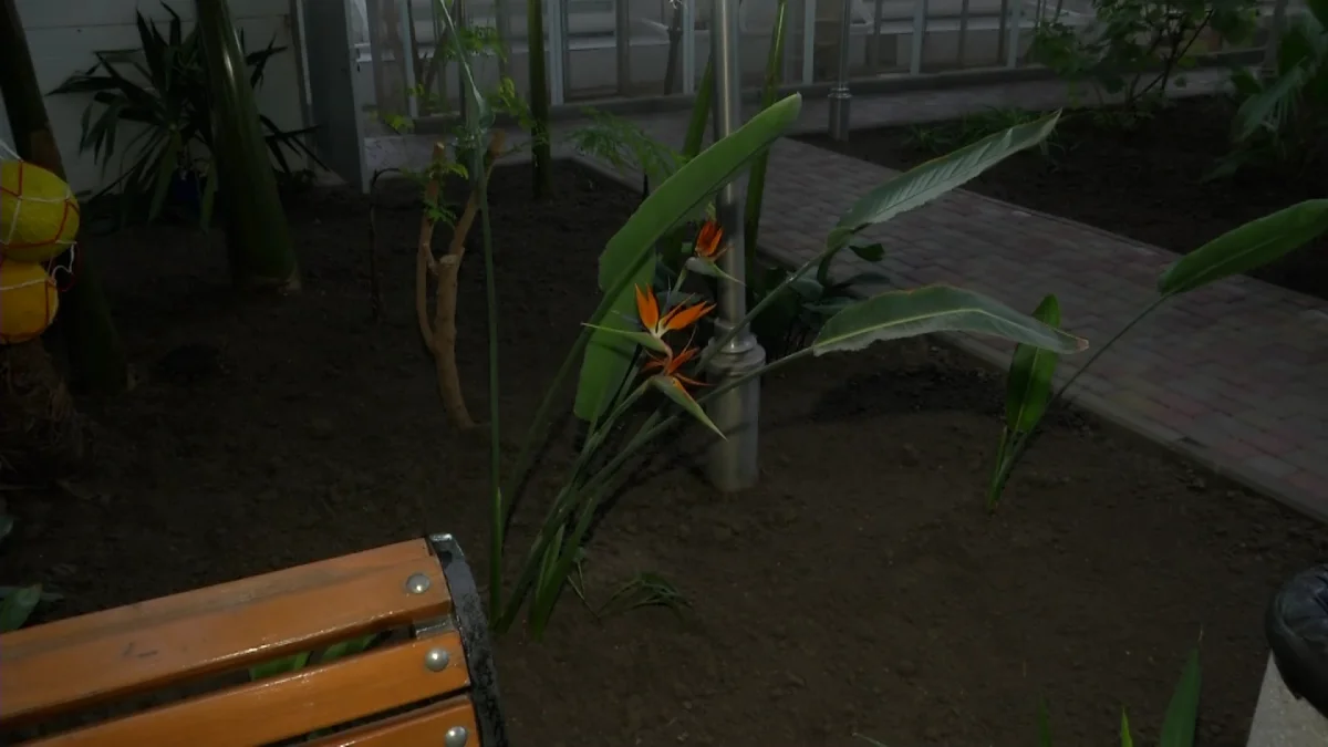 "Райская птица" среди зимней стужи: в ботаническом саду Темиртау распустился королевский цветок