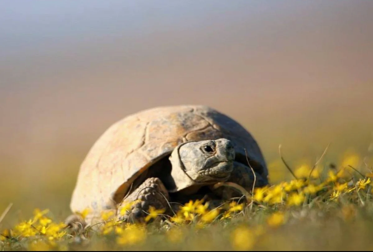 В Казахстане до 2040 года запрещено использование среднеазиатской черепахи