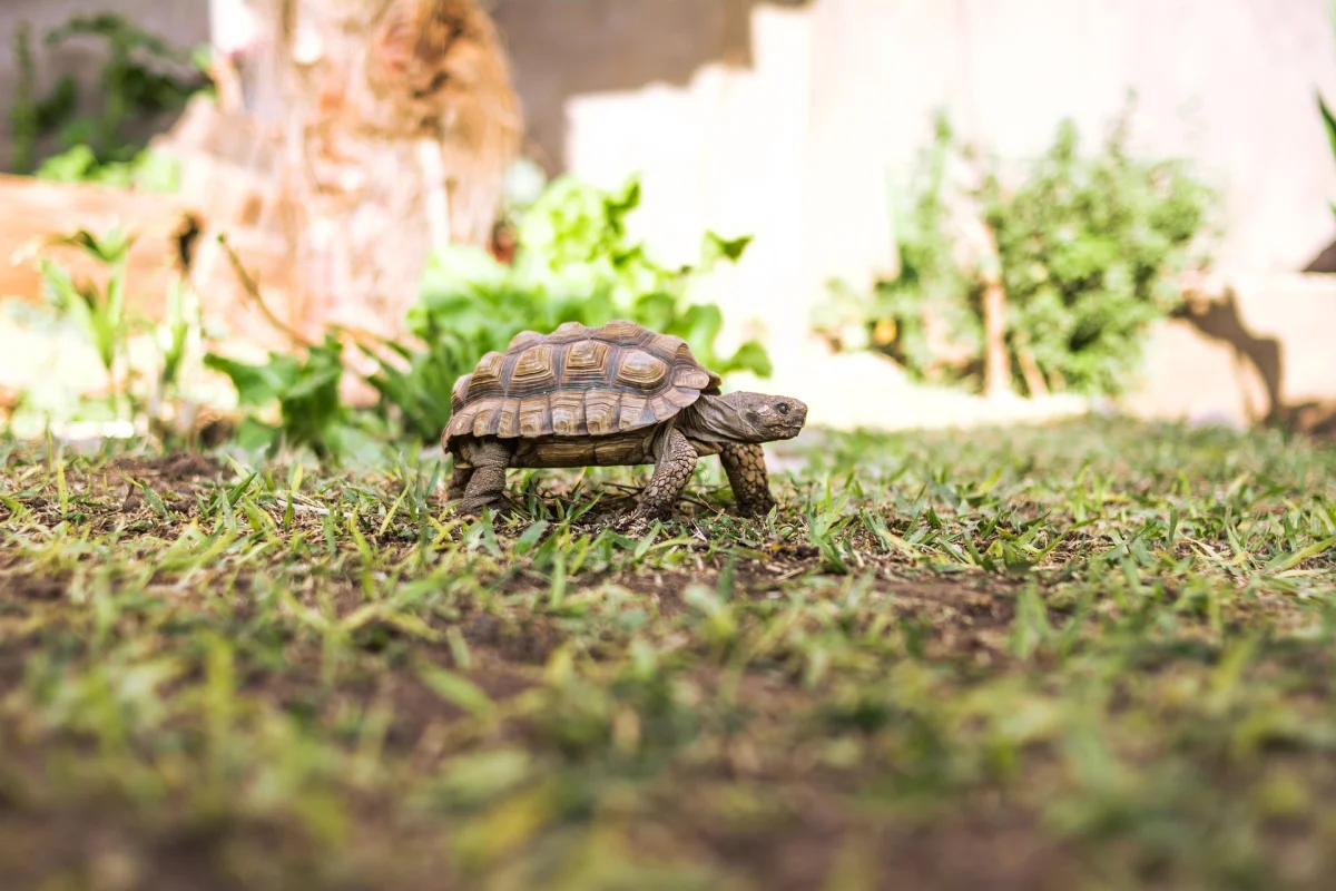 Қазақстанда ортаазиялық тасбақаларды пайдалануға 2040 жылға дейін тыйым салынды