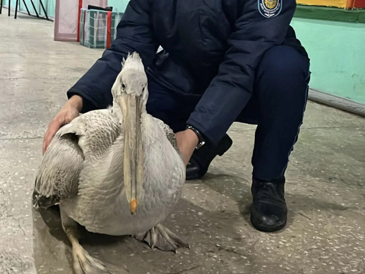 Редкого краснокнижного пеликана спасли от голодной гибели в Семее