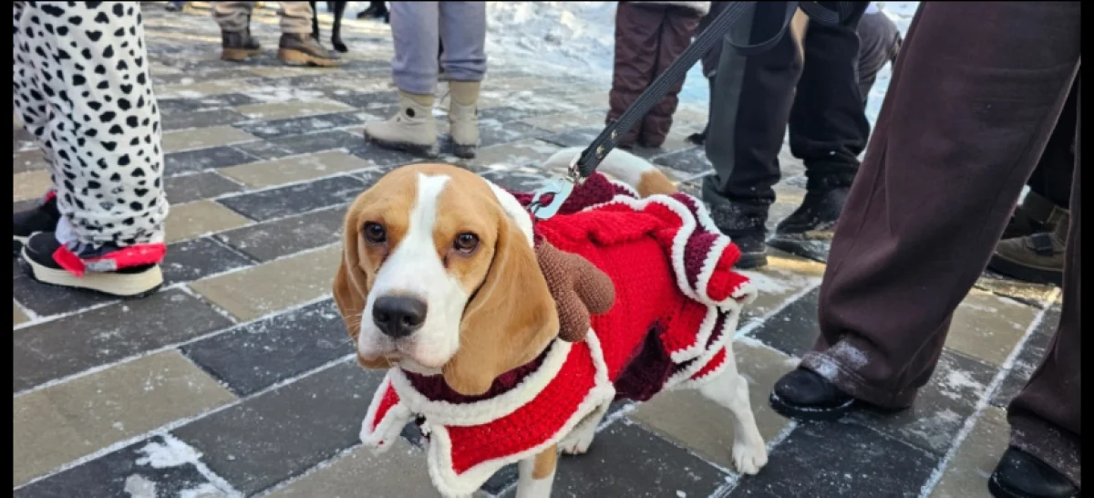 «PET DOG НОВЫЙ ГОД»: ВКО отметил Новый год в компании собак