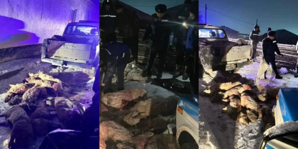 Маңғыстау облысында заңсыз киік тасымалдаған күдікті ұсталды