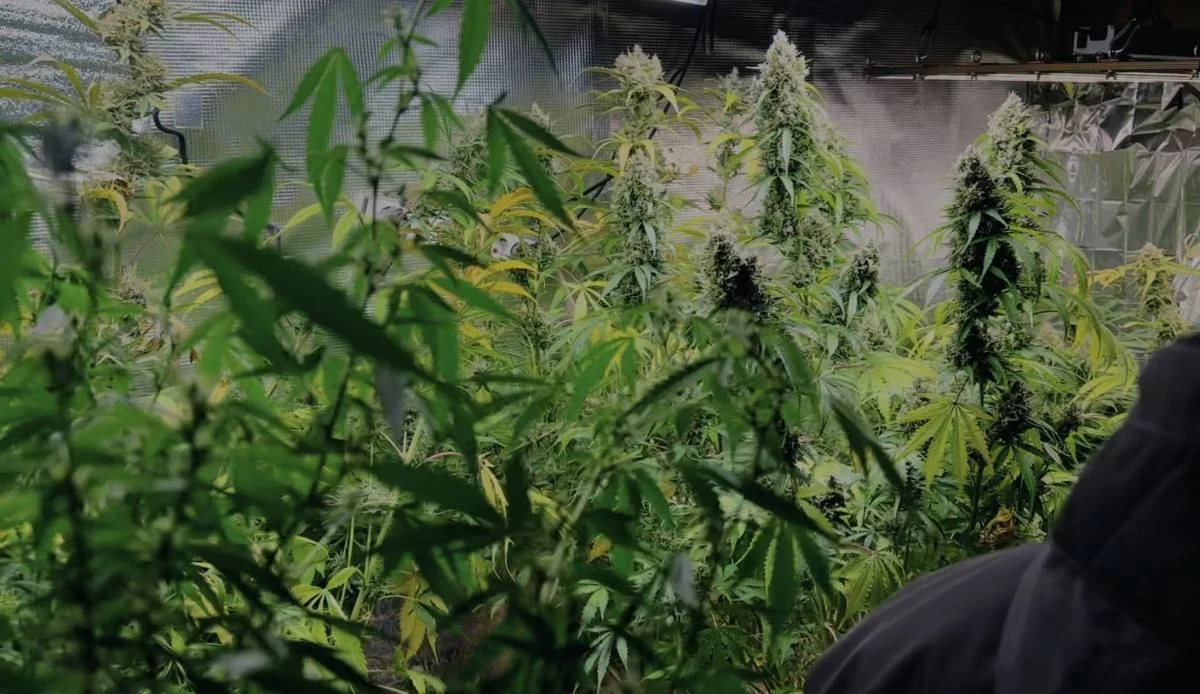 Запрещенные растения в бане выращивал житель Алматинской области