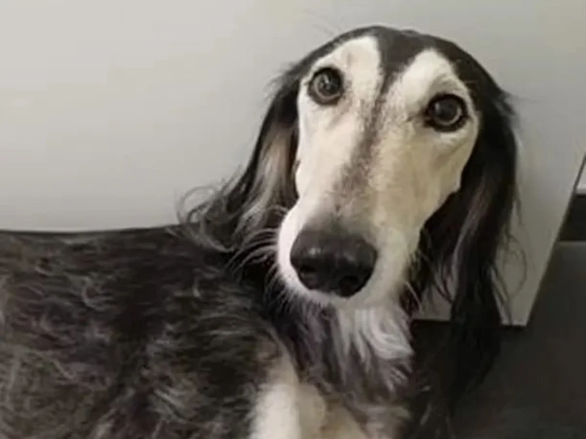 Испуганная петардой собака пробежала без остановки 12 километров