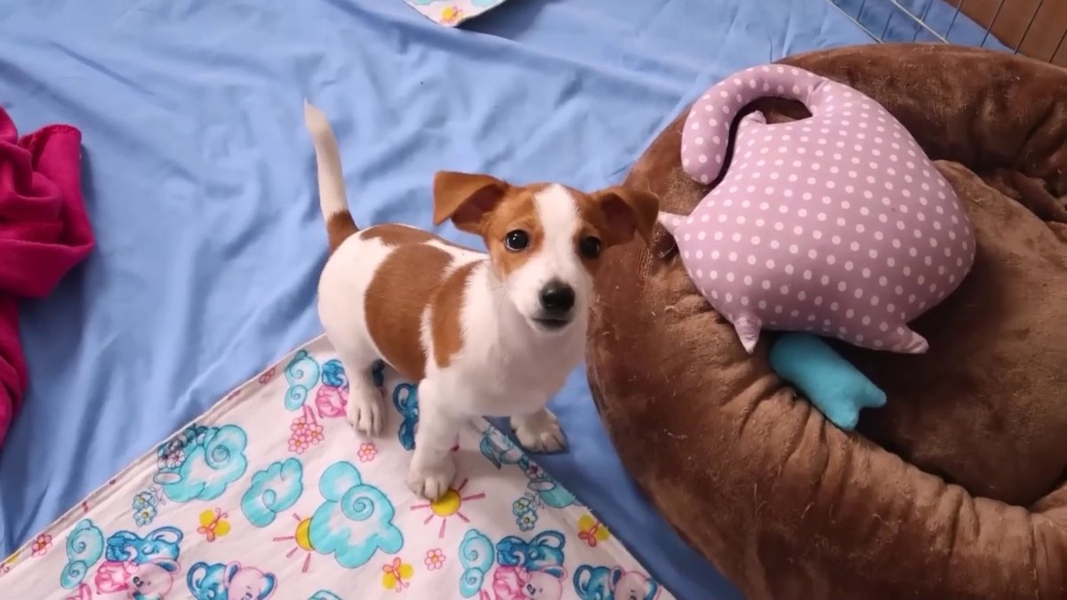 Владелицу собак в Усть-Каменогорске оштрафовали за то, что она оставила питомцев на несколько часов в квартире