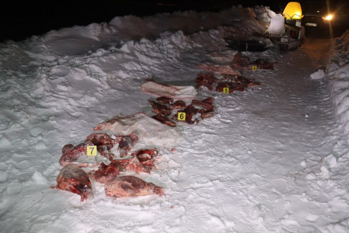 Браконьера с тушами косуль задержали в Костанайской области