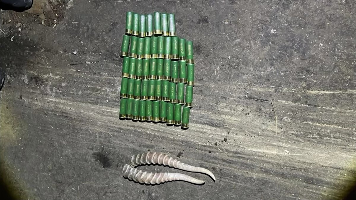 Шкура волчицы для ковра: браконьеров, промышлявших на редких диких животных, задержали в Костанайской области