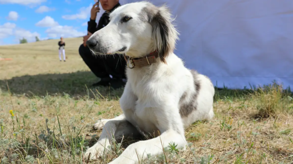 День тазы и тобет: в Казахстане появился новый праздник