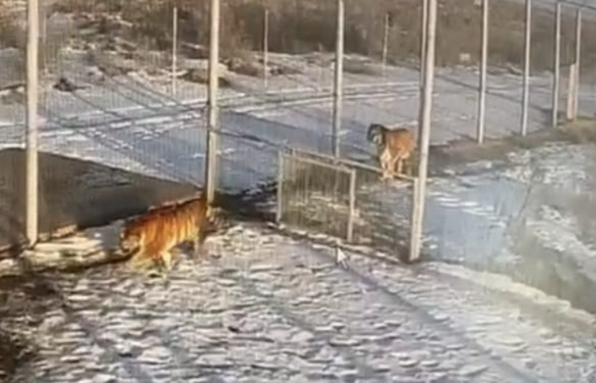 Тигры на Балхаше: о важном событии в паре хищников рассказали в Минэкологии