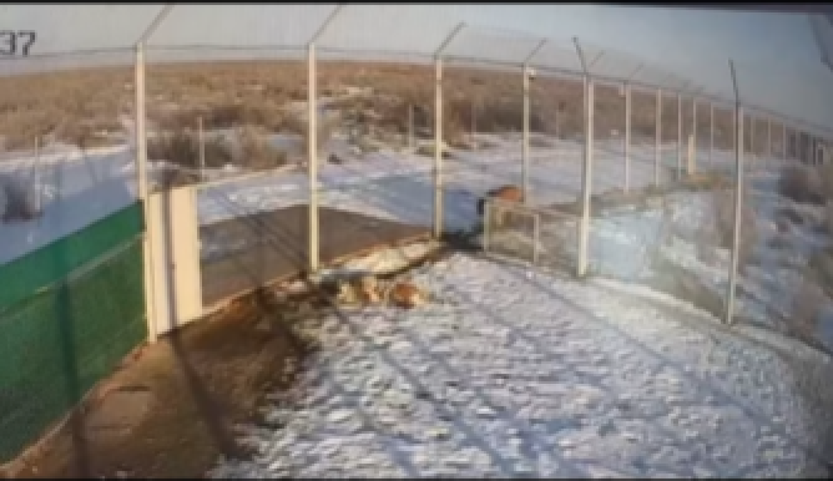 Тигры привезенные из Нидерландов в Казахстан готовы дать потомство.