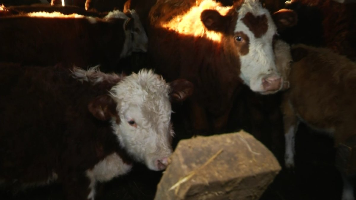 Ақтөбе облысында 28 адам малдан бруцеллез дертін жұқтырған