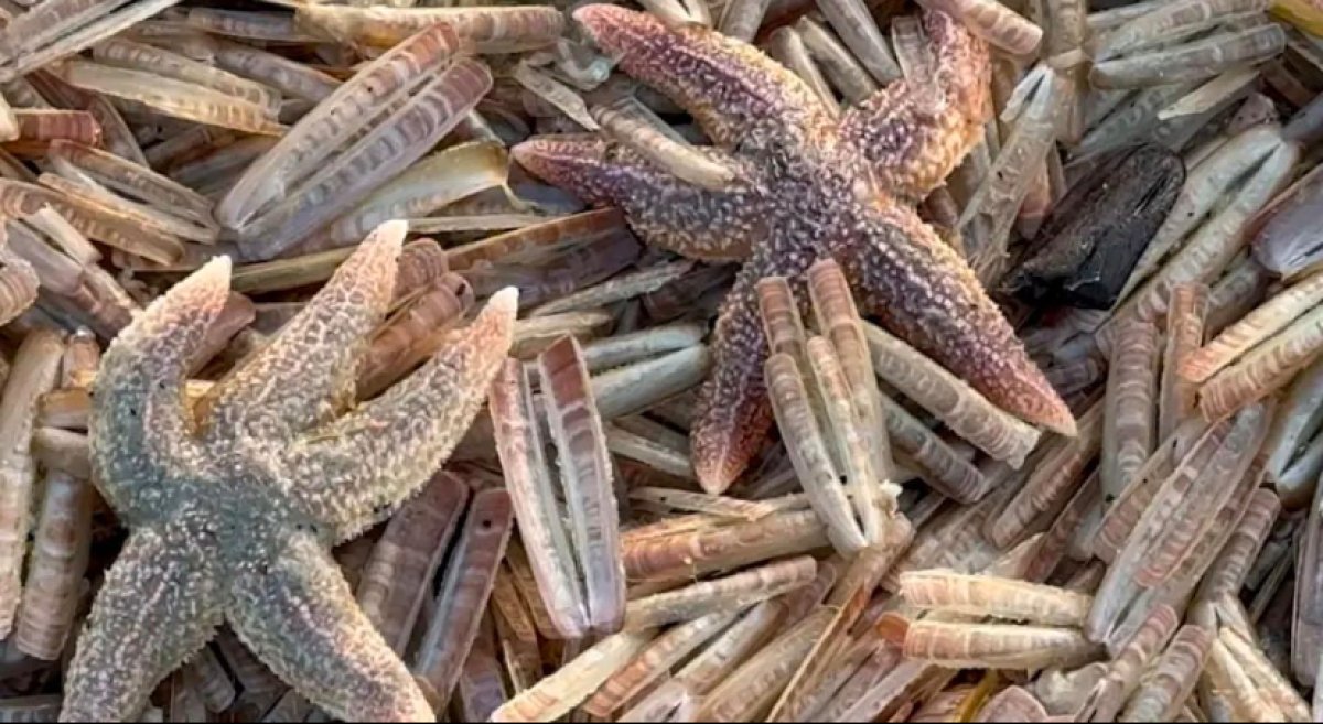 Миллионы мидий замёрзли насмерть на пляже Северного моря