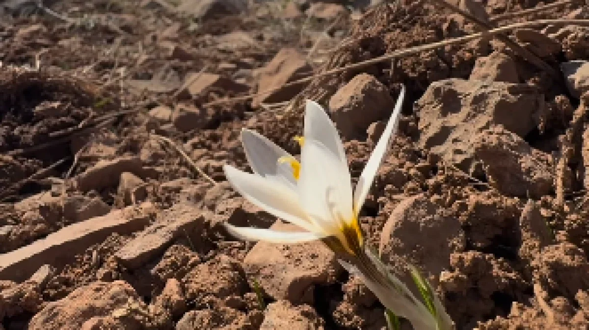 Ақпанның басында Қазығұрт тауының етегінде бәйшешек гүлдеді