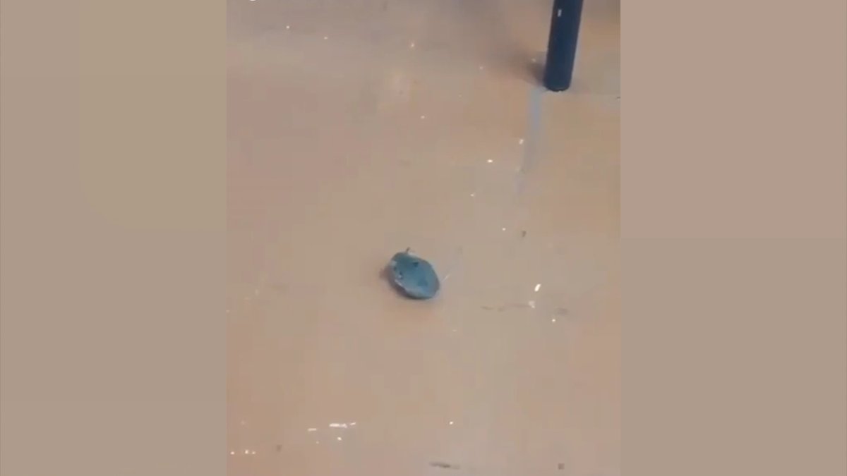 Жетісу облысындағы мектеп асханасында тышқан жүр