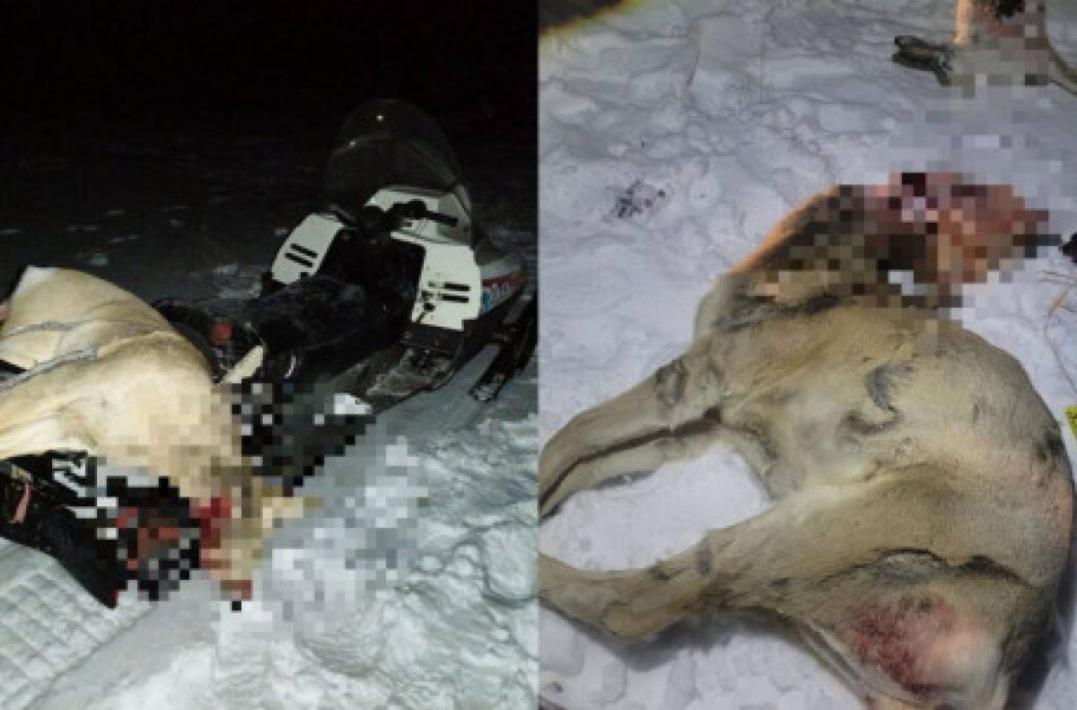 Ақтөбе облысында ауыл тұрғындары елік пен қоянды заңсыз атып алған