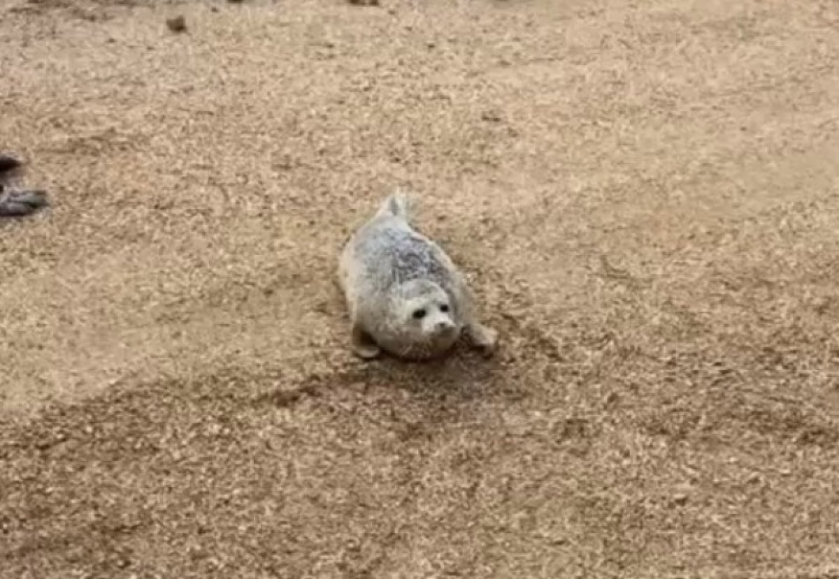 Тюленей продолжают находить в степях Мангистау