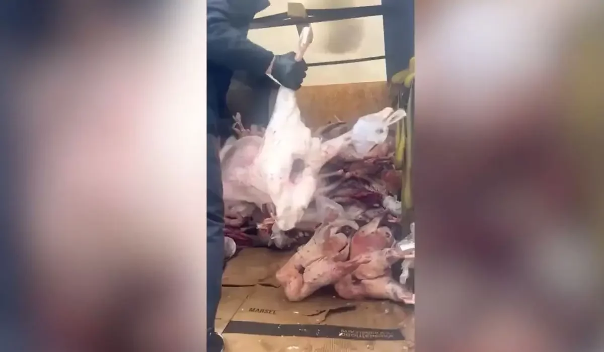 Астанада кафелер мен дүкендерге лас гаражда сақталған ет сатылып келген