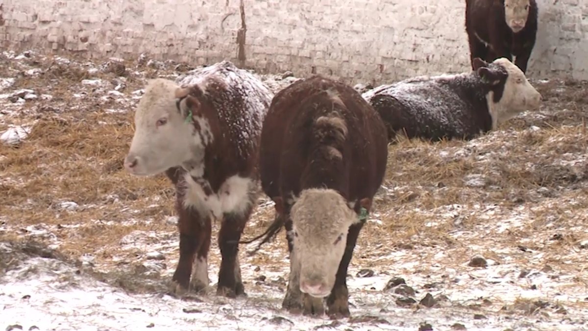 Не выдают средств защиты: заразившийся бруцеллезом ветврач намерен судиться с чиновниками в Костанайской области