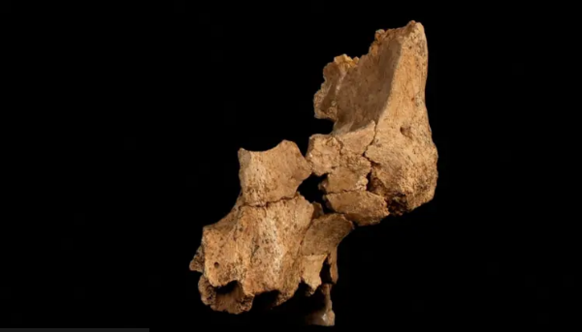 В Испании найдены фрагменты костей самого древнего из известных в Западной Европе людей
