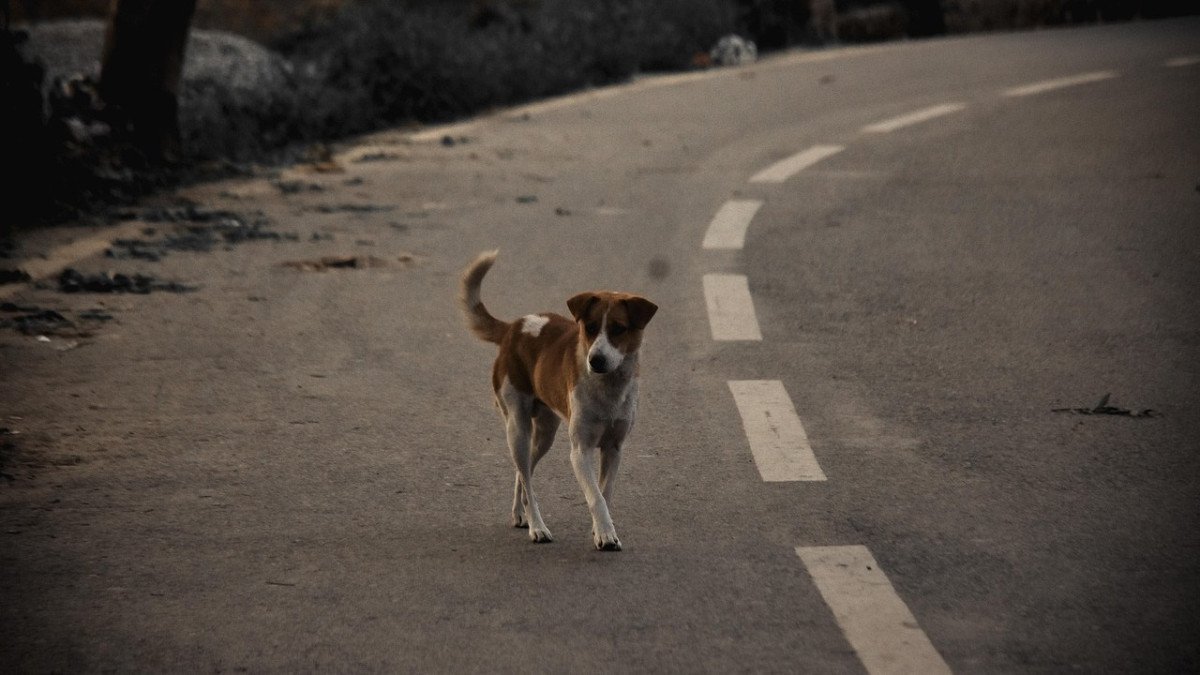 Алматы облысында 7,5 мыңнан астам қаңғыбас ит ұсталды